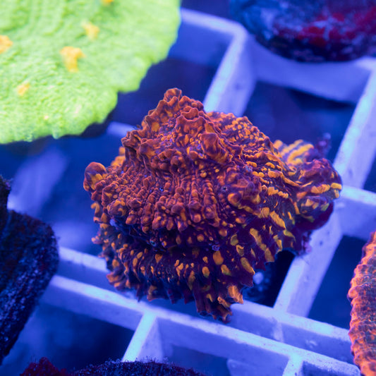 CC Cloudberries Chalice - AquaGemCorals