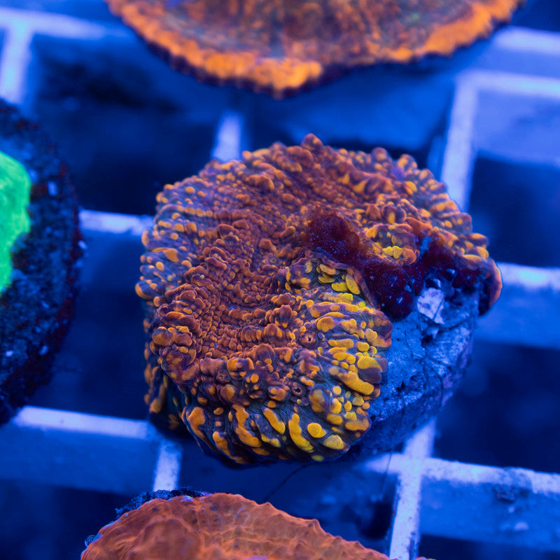 CC Cloudberries Chalice - AquaGemCorals