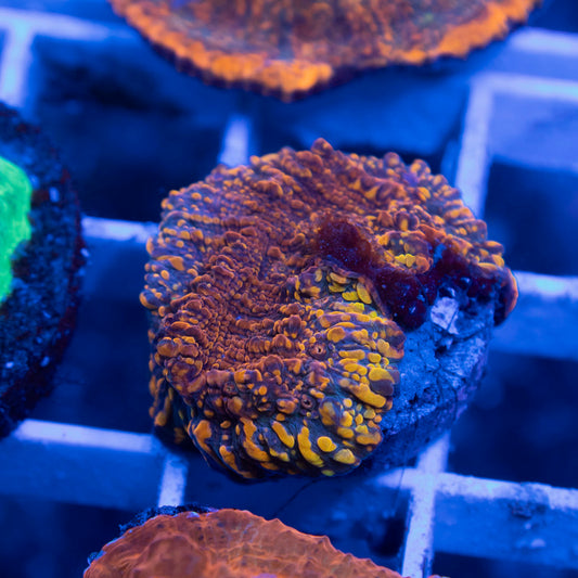 CC Cloudberries Chalice - AquaGemCorals