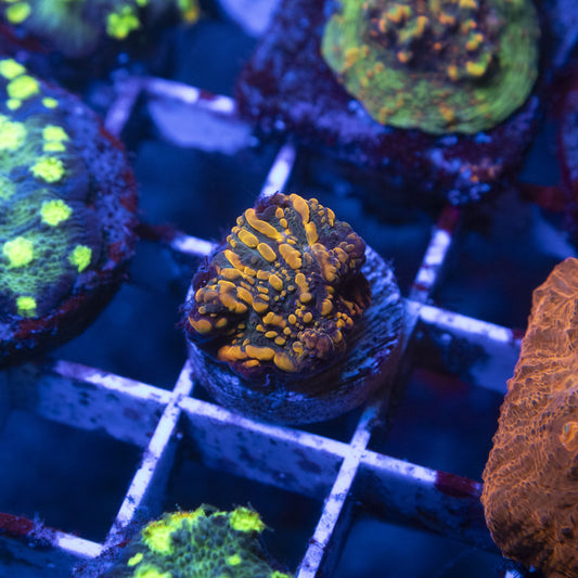 CC Cloudberries Chalice