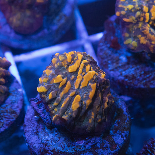 CC Cloudberries Chalice