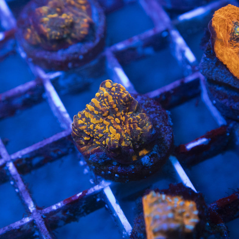 CC Cloudberries Chalice