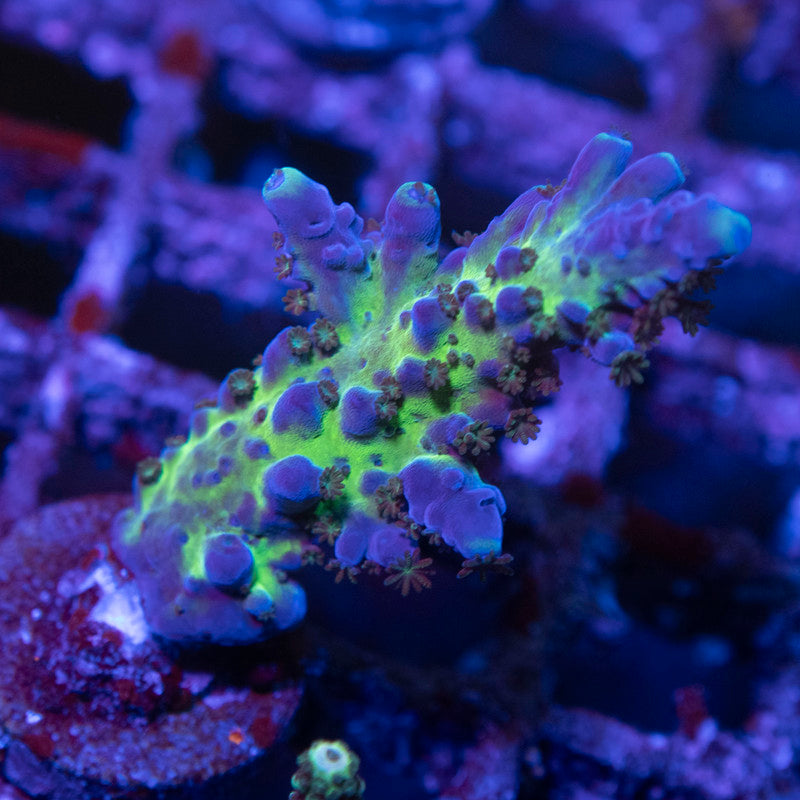 Cali Acropora tortuosa - AquaGemCorals