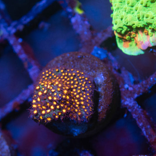 Candy Apple Styloconiella - AquaGemCorals