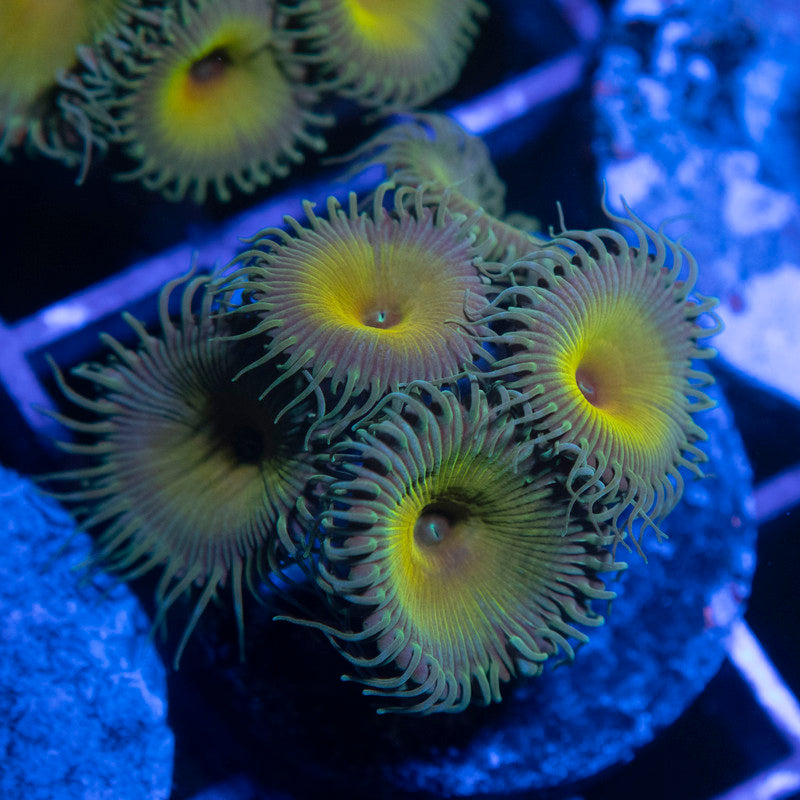 Captain Jerk Palythoas - AquaGemCorals
