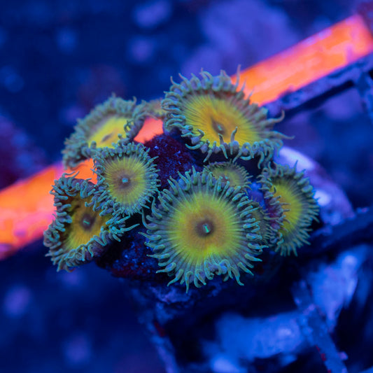 Captain Jerk Palythoas - AquaGemCorals
