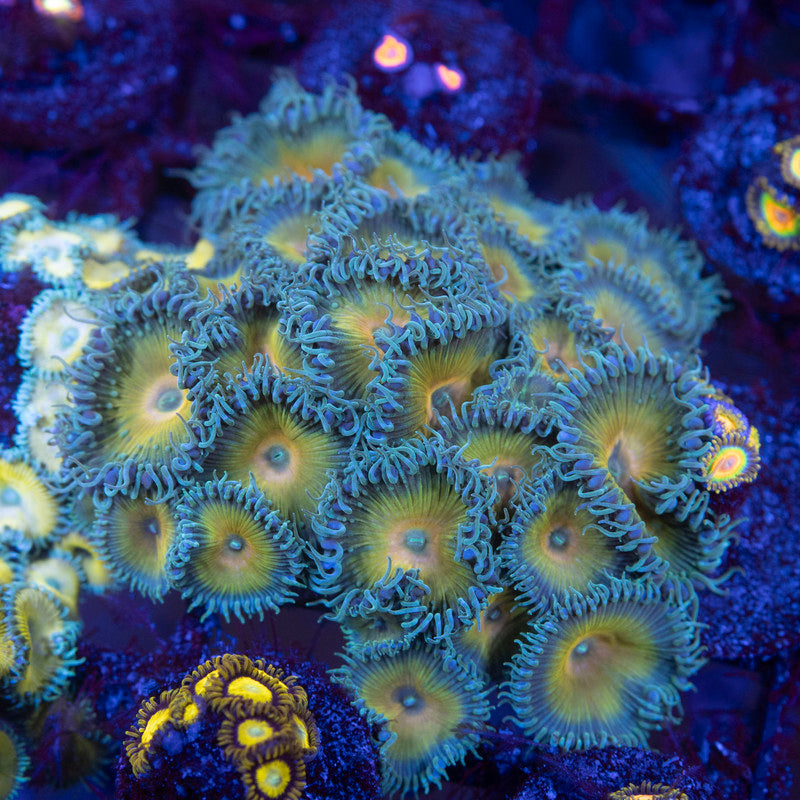 Captain Jerk Palythoas - AquaGemCorals