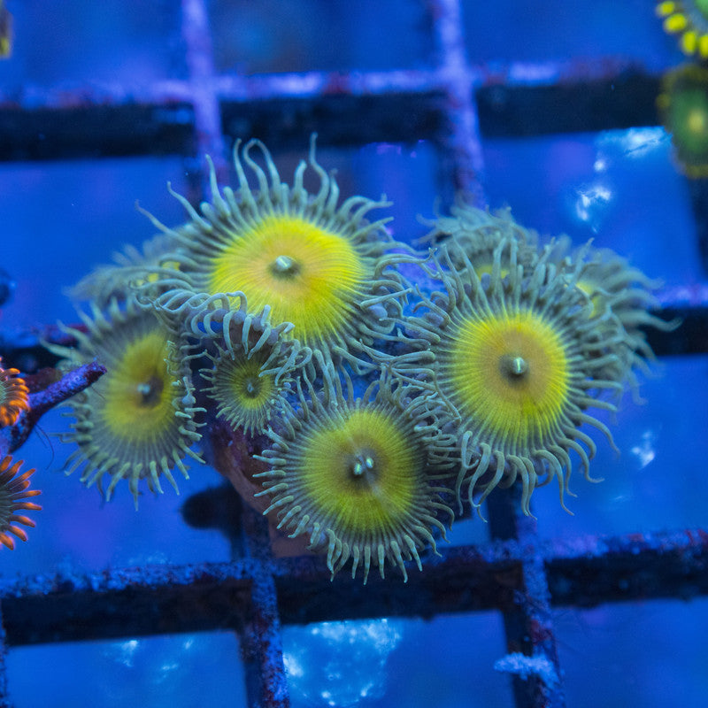 Captain jerk Zoas WYSIWYG live coral for sale at AquaGemCorals