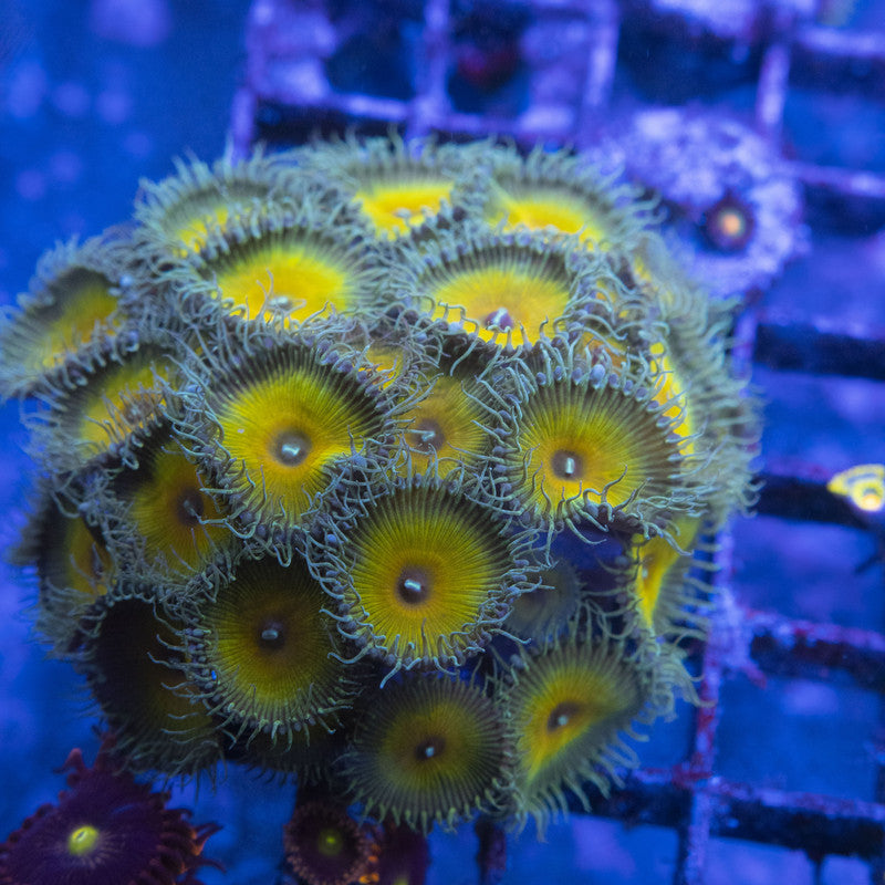 Captain Jerk Zoas WYSIWYG live coral for sale at AquaGemCorals