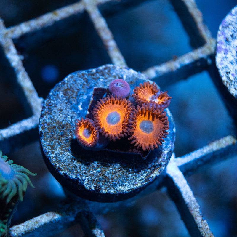 Charmander Zoa - AquaGemCorals