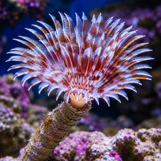 Feather Duster
