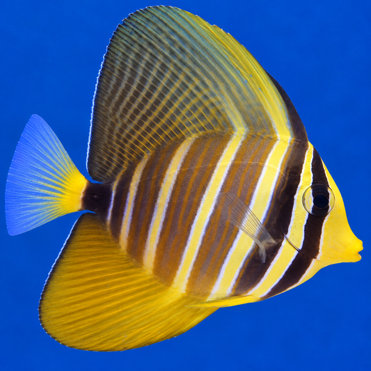 Sailfin Tang Zebrasoma