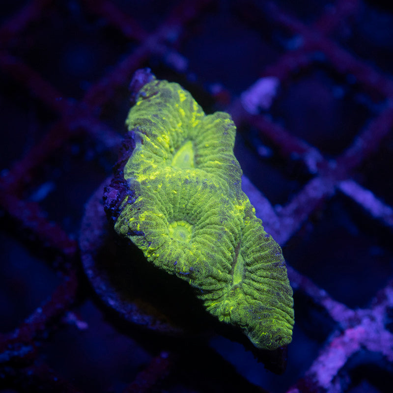 Chernobyl Goniastrea - AquaGemCorals