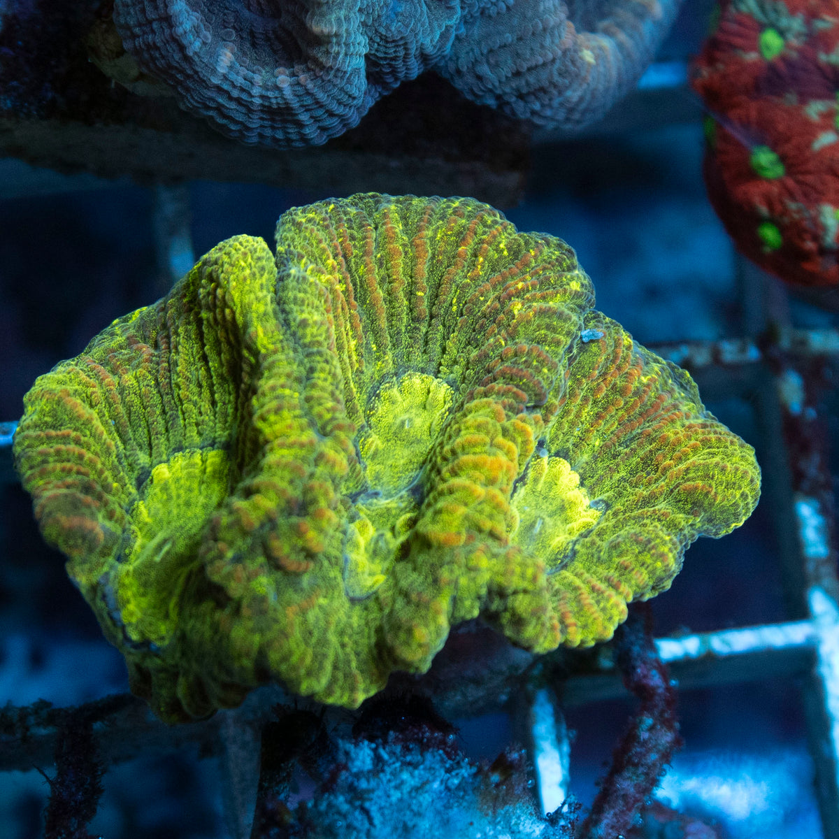 Chernobyl Goniastrea coral frag from AquaGem Corals