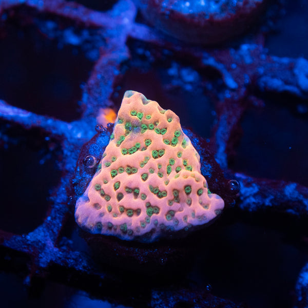 Cherry Tree Montipora Coral