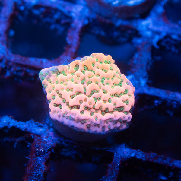 Cherry Tree Montipora Coral