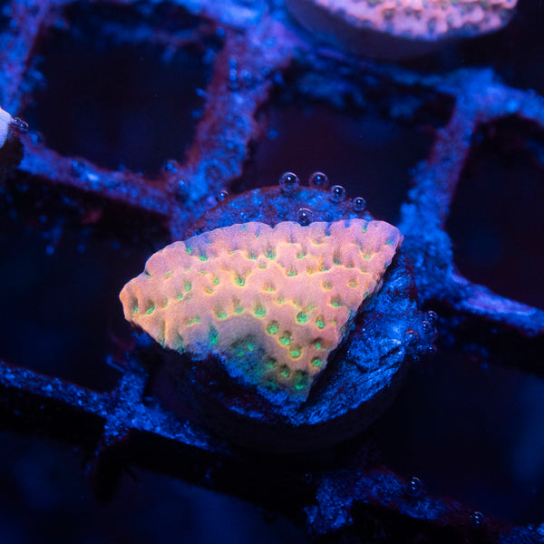 Cherry Tree Montipora Coral