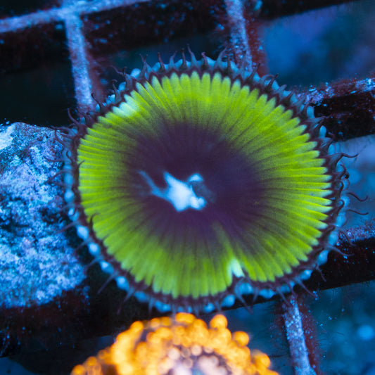 Cinnamon Palythoa live coral for reef aquarium