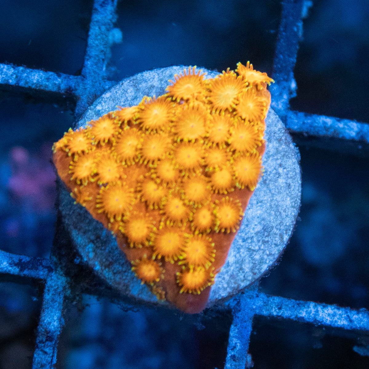 Citrus Burst Cyphastrea coral frag from AquaGem Corals