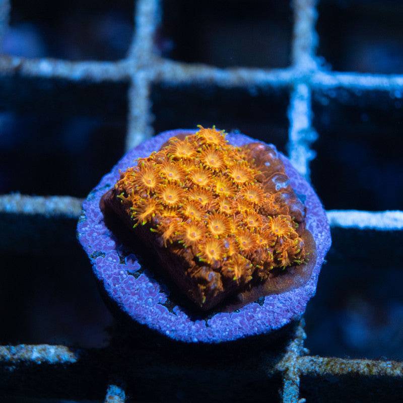 Coppertone Cyphastrea - AquaGemCorals