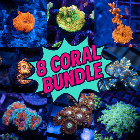 8 Coral Bundle + Free Shipping! - AquaGemCorals