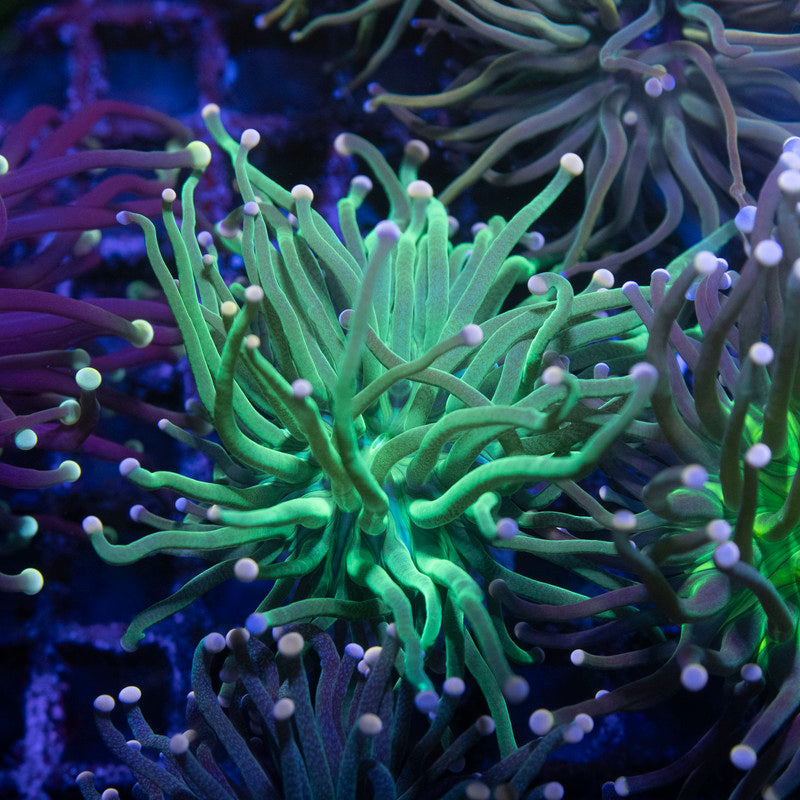 Cotten Candy Torch - AquaGemCorals