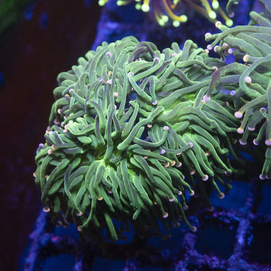 Cotten Candy Torch Almost 3 Polyps