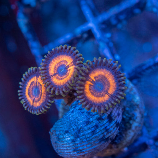 Crimson Corruption Zoa