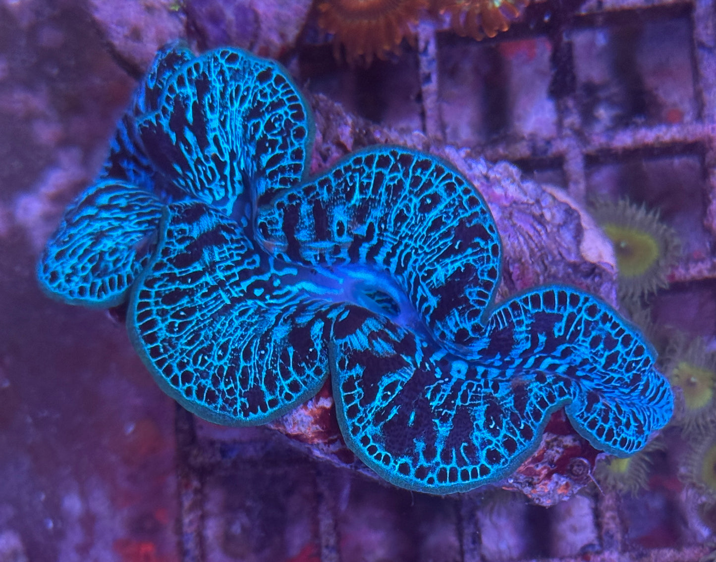 Tridacna Maxima Clam Ultra Grade