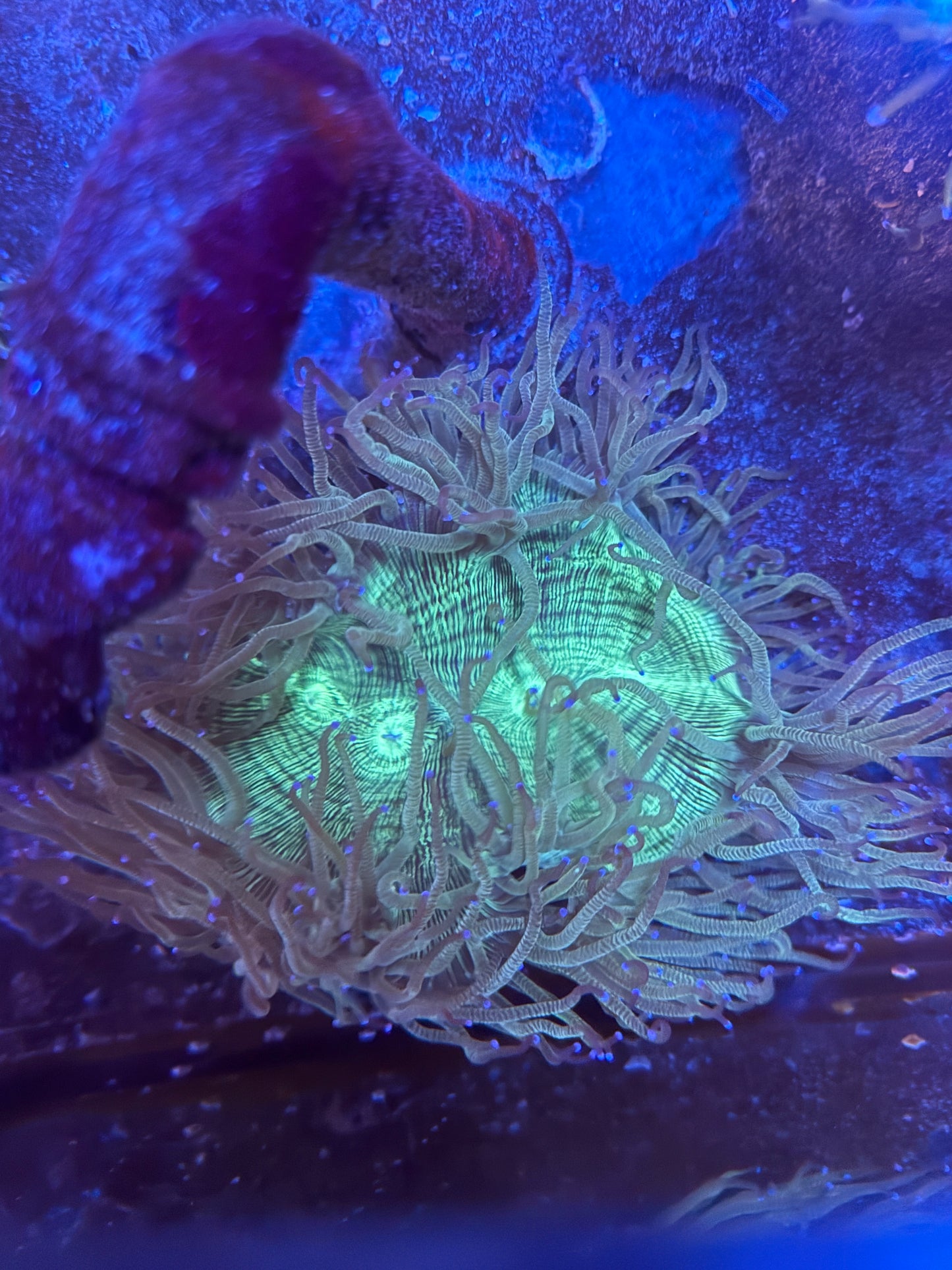 Big Elegance coral