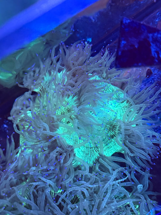 Big Elegance coral
