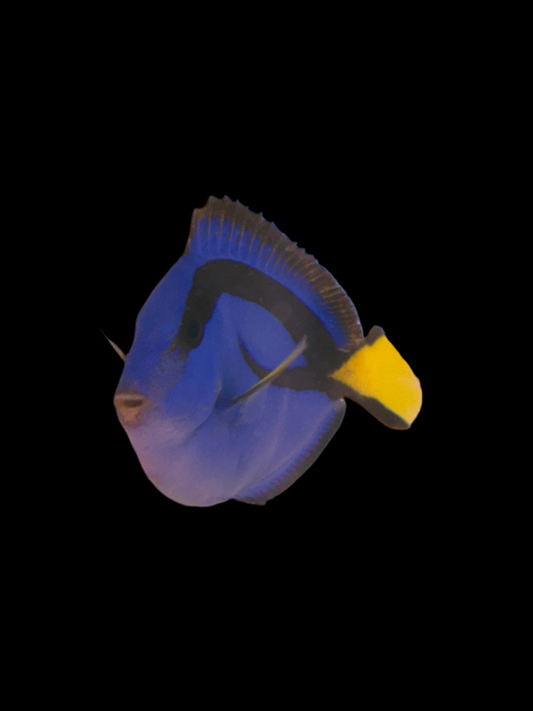 Blue hippo tang
