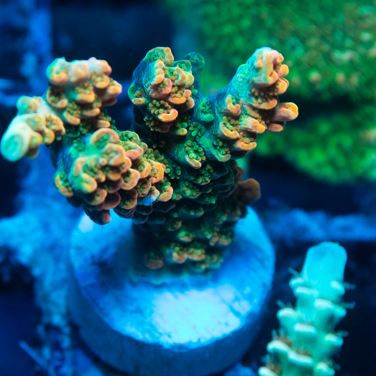 Dan Aykroyd Acropora live reef coral - AquaGemCorals