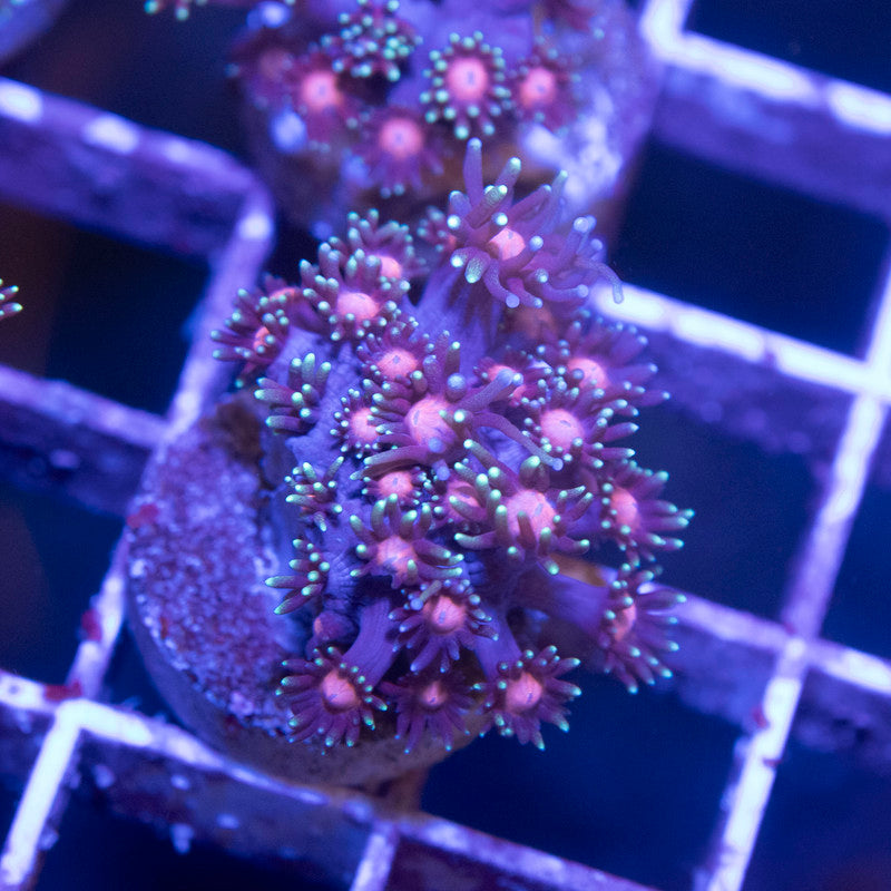 Dark Red Goniopora - AquaGemCorals