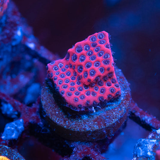 Darth Maul Porites