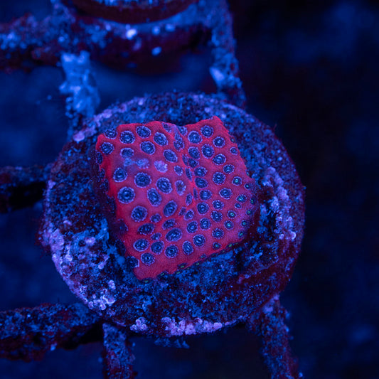 Darth Maul Porites - AquaGemCorals