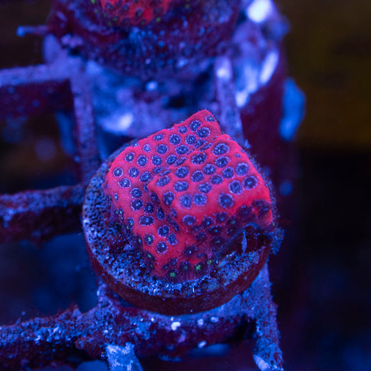 Darth Maul Porites - AquaGemCorals