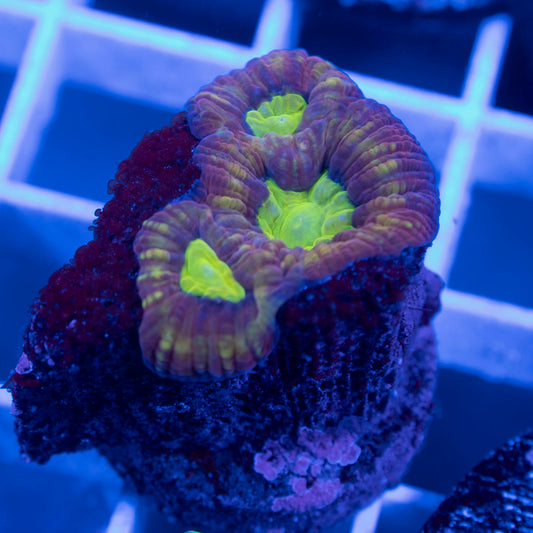 Dragon Soul Favia - AquaGemCorals