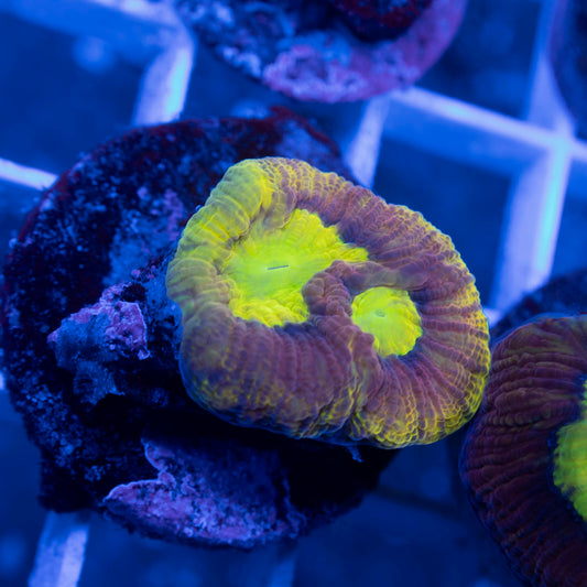 Dragon Soul Favia - AquaGemCorals