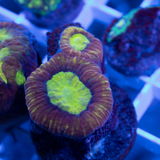 Dragon Soul Favia - AquaGemCorals