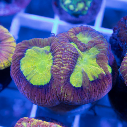 Dragon Soul Favia - AquaGemCorals