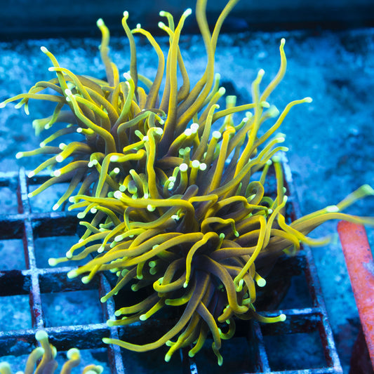 Dragon Soul Torch live coral for reef aquarium