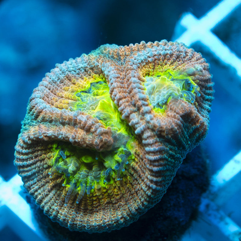 Drunken Monkey Dipastrea live coral for reef aquarium