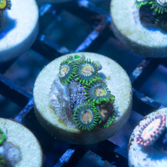 ECC Lemoncello Zoanthid - AquaGemCorals