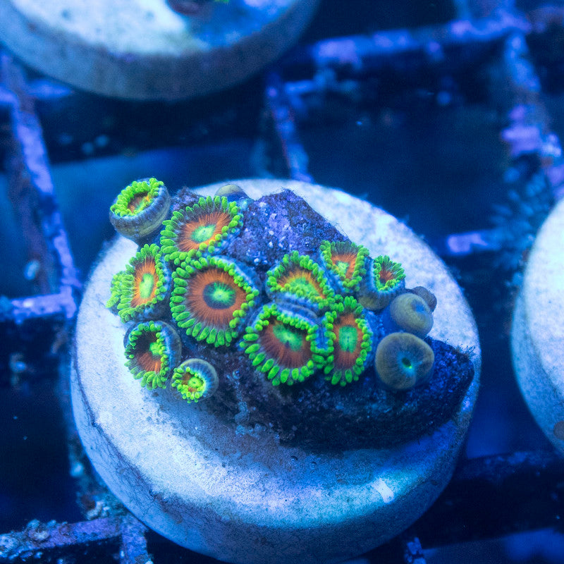 Eagle Eye Zoas - AquaGemCorals