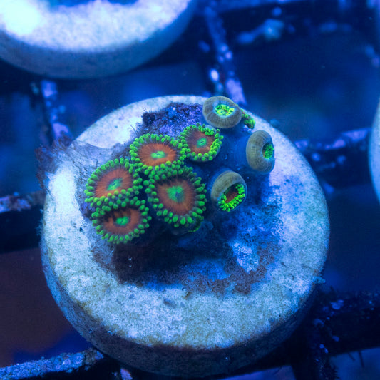 Eagle Eye Zoas - AquaGemCorals