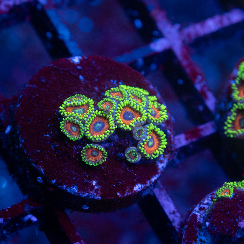 Eagle Eye Zoas