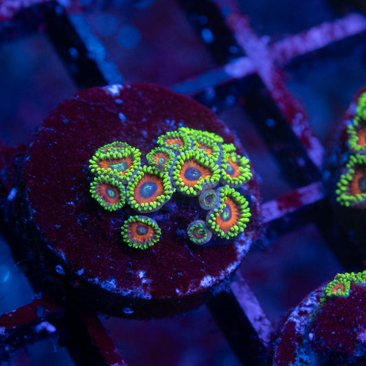 Eagle Eye Zoas