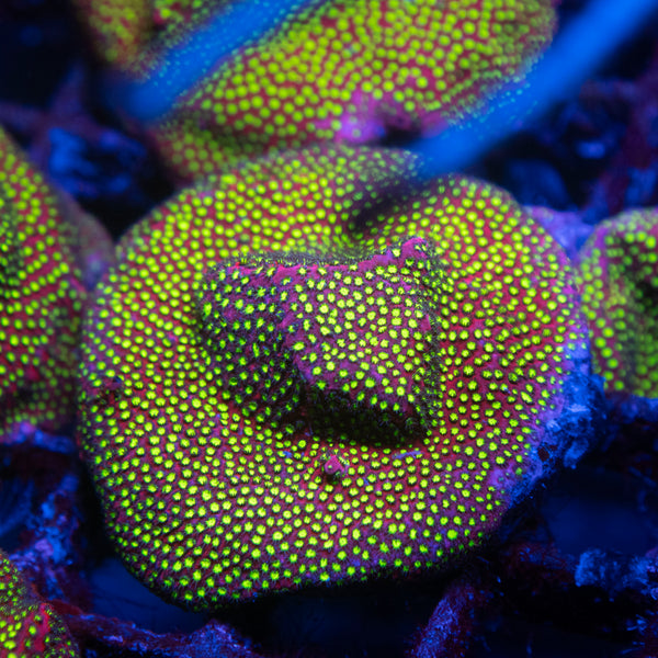 Electric Daisy Stylocoeniella