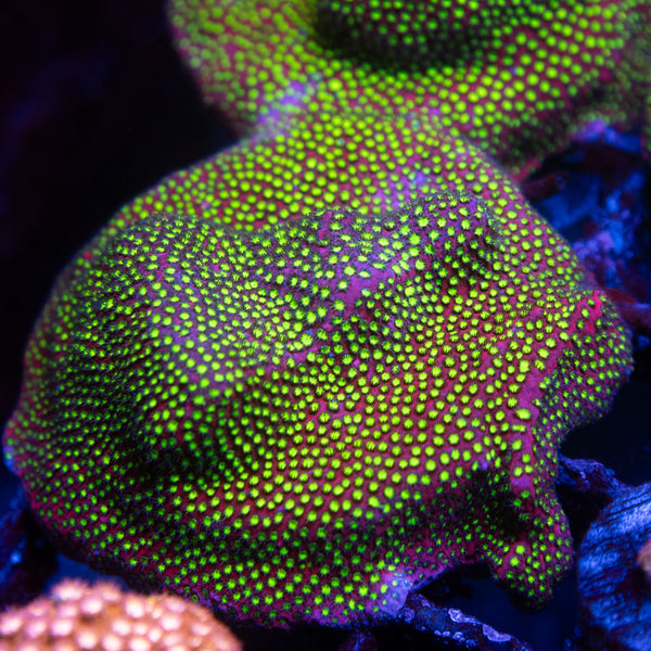 Electric Daisy Stylocoeniella